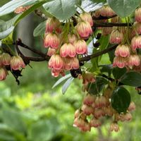 ドウダンツツジ,サラサドウダン,キュンキュン乙女倶楽部,HTC,【こまち多肉部】の画像