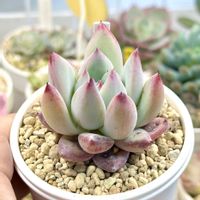 成長記録 山取りコロラータ,エケベリア 山取りコロラータ,神奈川タニラー,多肉男子,たにっくん工房苗の画像