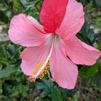 ハイビスカス,おうち園芸の画像