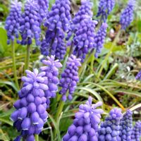 ガーデニング,花のある暮らし,季節を楽しむ,花を愛でる,世界に平和をの画像