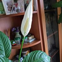 スパティフィラムの画像