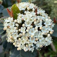 ビバーナム,ビバーナム,ビバーナム ティヌス,ビバーナム ティヌス,公園の画像