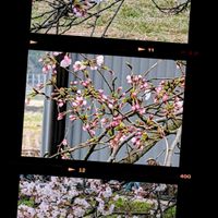 花のある暮らし,玄関先,富山支部,春 はる,カレンダーの日の画像