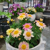 ブルーデージー,ボンザマーガレット　ピンクレモネード,かわいい,屋上ガーデン,花のある暮らしの画像