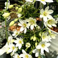 クレマチス,クレマチス  カートマニージョー,鉢植え,ガーデニング,お花の画像