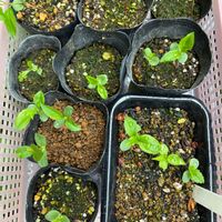 花のある暮らし,植物のある暮らし,はるが来た！,種から育てる,自然暮らしの画像