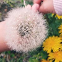 タンポポ,タンポポの綿毛,ふわふわ,癒し,お気に入り♡の画像