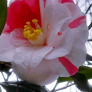 つばき,ハーブのある暮らし,ねこと緑のある暮らし,彩り,優しい時間の画像