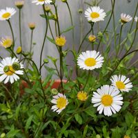 エリゲロンの画像