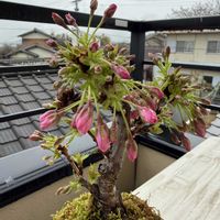 旭山桜,苔玉の画像