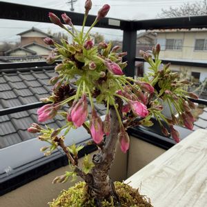 旭山桜,苔玉の画像