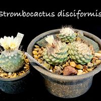 菊水,Strombocactus disciformis.,カクタス広瀬,作陶・保田修作,plants greedの画像