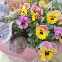 乙女心,ビオラ,ガーデニング,ピンクの花,かわいいな♡の画像