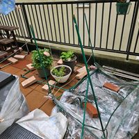 鉢植え,明るい日陰,プランター,ガーデニング初心者,園芸初心者の画像