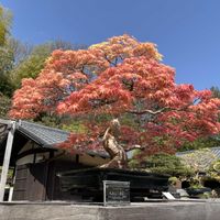 モミジ,昭和記念公園,日本庭園,紅葉（こうよう）,春の訪れの画像