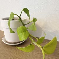 ポトス,ポトスライム,リビング・ダイニングの画像