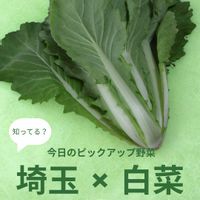 白菜,山東菜,伝統野菜,野菜のある暮らし,野菜遺産の画像