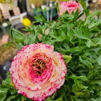 ラナンキュラス セレンディ,鉢植え,明るい日陰,プランター,ガーデニング初心者の画像