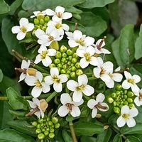 クレソンの画像