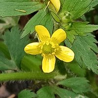 キツネノボタンの画像