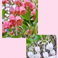 ドウダンツツジ,サラサドウダンの画像