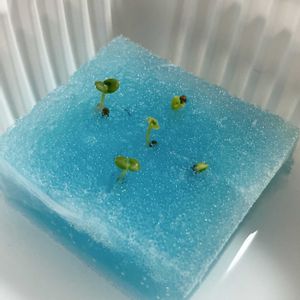 大葉,大葉,水耕栽培,発芽の画像