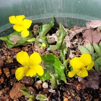 キリンソウ,キリンソウ,ミセバヤ,ミセバヤ,黄スミレの画像