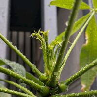 パキラ,観葉植物,熱帯植物,植物のある暮らし,botanical lifeの画像