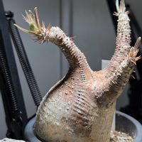 パキポディウム・グラキリス,パキポディウム・グラキリス,パキポディウム・グラキリス実生,パキポディウム・グラキリス実生,塊根植物の画像