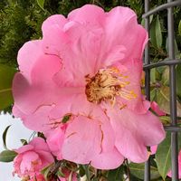 サザンカの画像