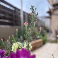 ライスフラワー,寄せ植え,小さな庭,庭の画像