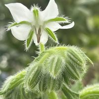 ボリジ,ボリジ 白花の画像