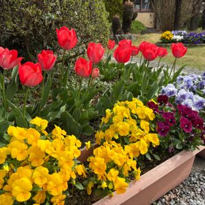 チューリップ,パンジー,ビオラ,花壇,ガーデニングの画像