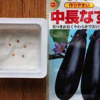 ナス,プランター栽培,ナス栽培,家庭菜園プランター,タネまきの画像