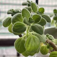 アロマティカスの画像