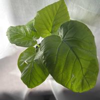ウンベラータ,フィカス　ウンベラータ,観葉植物,リビング・ダイニングの画像