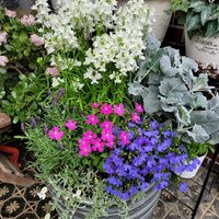 シレネ,リナリア,ロベリア,フレンチラベンダー,シレネ ピンクパンサーの画像