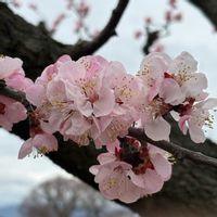 アンズ,杏(あんず),あんずの里。,あんずまつりの画像