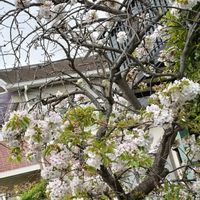 サクラ,サクラ,ご近所,車の中から,がんばれ！がんばれ！の画像