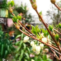 アリウム,エリシマム,ドウダンツツジ,ドウダンツツジ,バラの画像