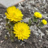 フクジュソウ,福寿草,福寿草,庭の花,北海道の画像