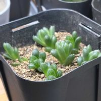 ハオルチア オブツーサ,ハオルチア属,部屋の画像