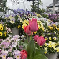 水やり,みんな違ってみんないい！,はながら摘み,最高気温26度の画像