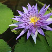 熱帯スイレン,熱帯スイレン,熱帯睡蓮ブルームーン,熱帯睡蓮ブルームーン,温室の画像