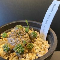 峨眉山,アルブカスピラリス フリズルシズル,ベゴニアマクラータ,塊根植物,野鳥の画像