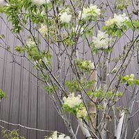 アオダモ,白い花,雨の日,春の訪れ,気になる木の画像