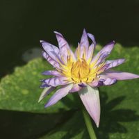 熱帯スイレン,熱帯スイレン,熱帯睡蓮　オーキッドスター,熱帯睡蓮　オーキッドスター,温室の画像