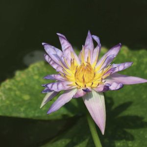 熱帯スイレン,熱帯スイレン,熱帯睡蓮　オーキッドスター,熱帯睡蓮　オーキッドスター,温室の画像