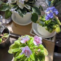 セントポーリア,セントポーリア,セントポーリア,ミニセントポーリア,アランズフォールンエンジェルSPの画像