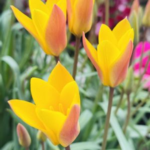 原種チューリップ,球根,球根植物,もりもり,ワサワサの画像